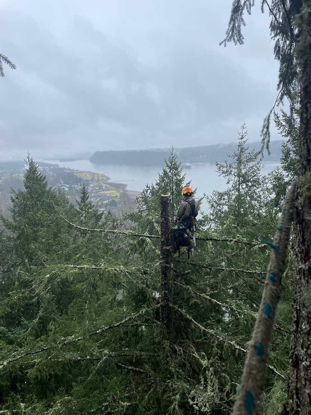 Hero image for Willapa Tree Service